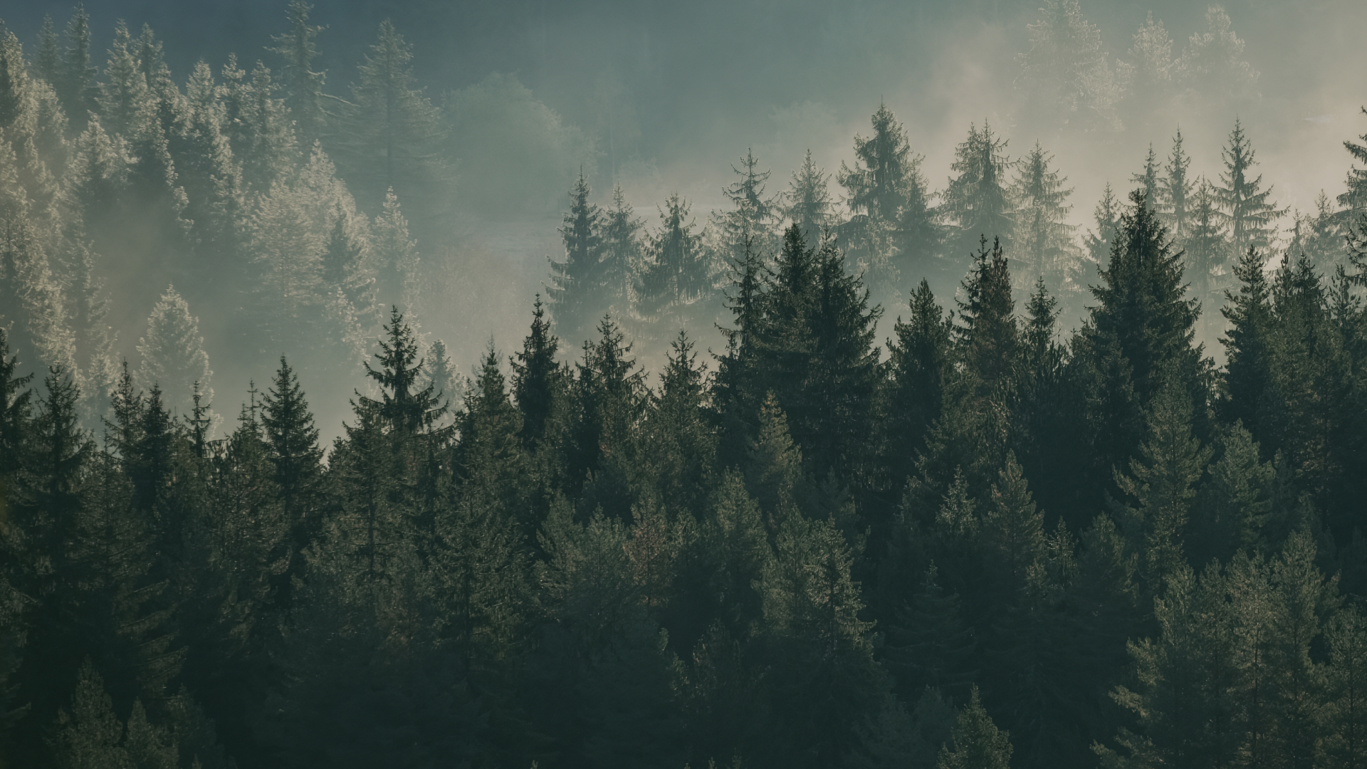 포레스트벤처스 메인 비주얼 - Grow with Forest Ventures 신뢰는 우리 일의 기본이자, 모든 성공의 출발점입니다.